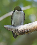 Violet Green Swallow 3185